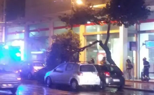 L'albero caduto sulle auto in sosta (Foto Vigili del fuoco)
