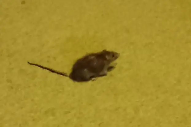 Uno dei topi notturni (foto Pala)
