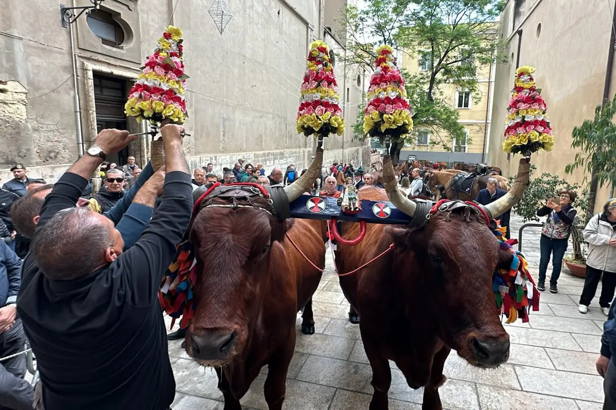 I buoi che trasportano il cocchio di Sant’Efisio in una delle precedenti edizioni della Festa