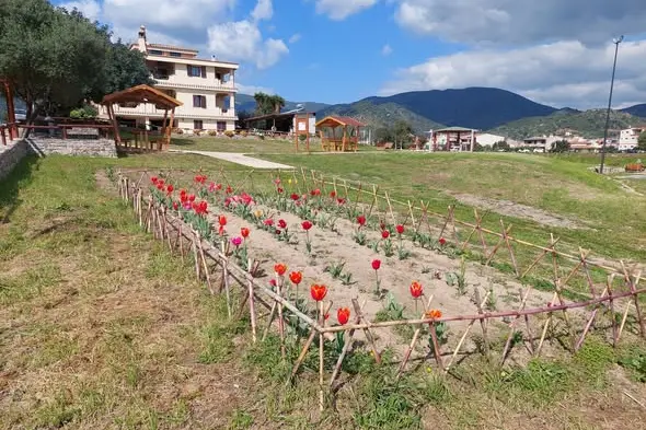 la fioritura dei tulipani (foto Serreli)