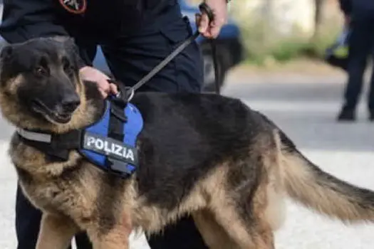 Un cane della squadra cinofila