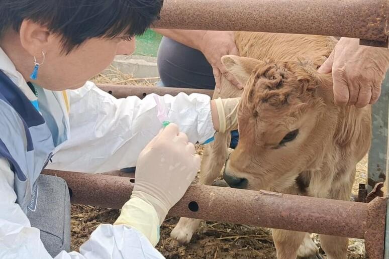Dermatite bovina, gli allevatori sardi: «Via il blocco totale, focolai solo al sud ma siamo tutti ostaggi del virus»