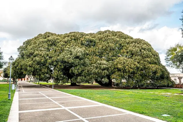 I due ficus macrophylla (Foto Comune di Cagliari)
