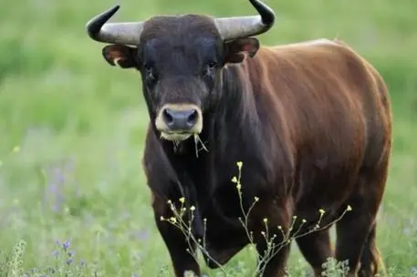 Un toro (Ansa)