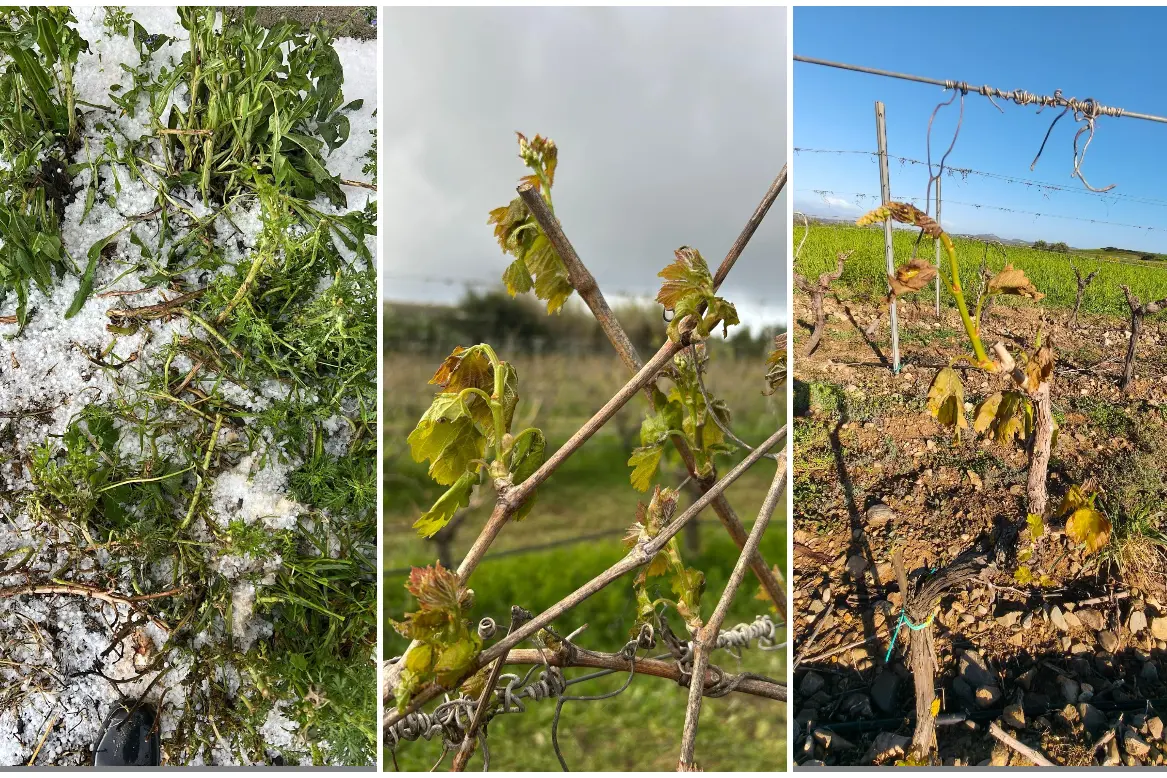 I danni del maltempo (foto Coldiretti Sardegna)