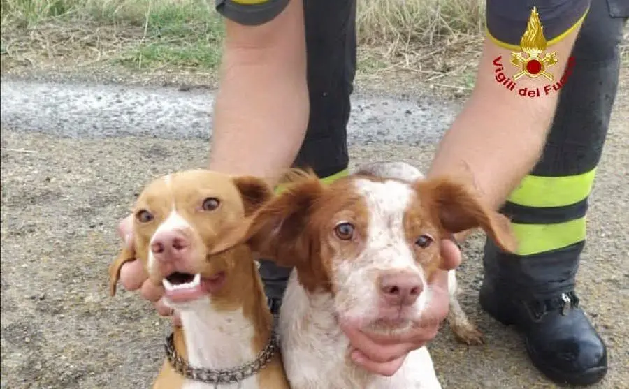 I cagnolini salvati (foto Vigili del fuoco)