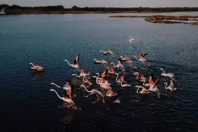 I fenicotteri ripresi dal drone (Foto Lipu)