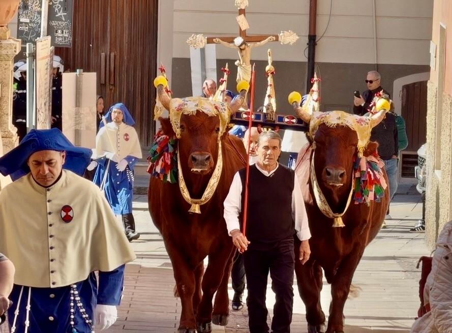 Buoi a rischio, allarme per Sant’Efisio