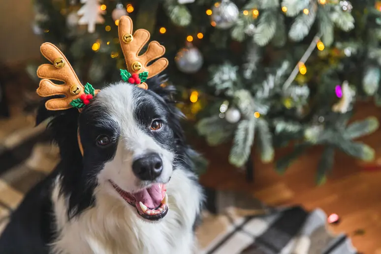 Natale, cresce la spesa per gli animali domestici (foto Ansa)
