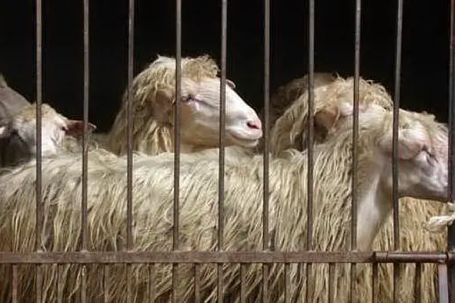 Pecore in quarantena