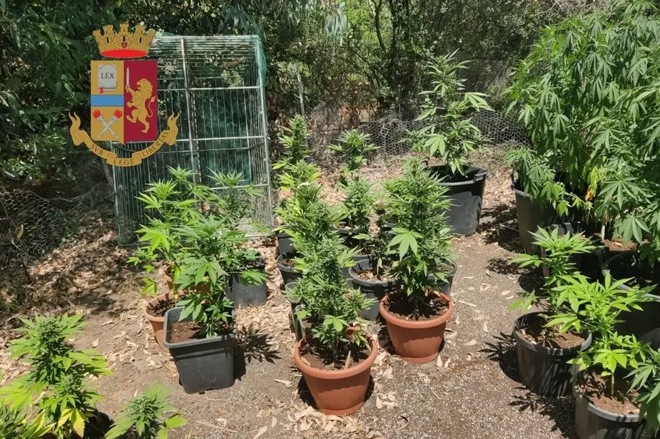 The plants discovered in Portoscuso (Photo Police Headquarters)