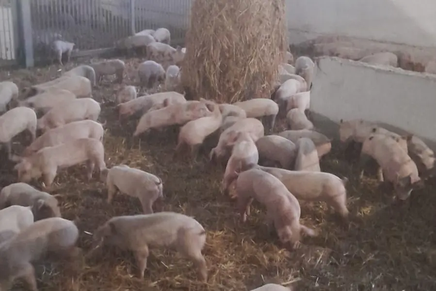 Allevamento di suini a Caniga (foto concessa)