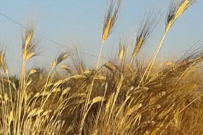 Spighe di grano nei campi di Soleminis