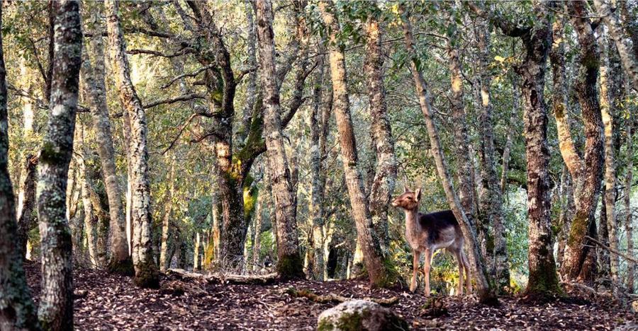 La giungla mediterranea di Neoneli