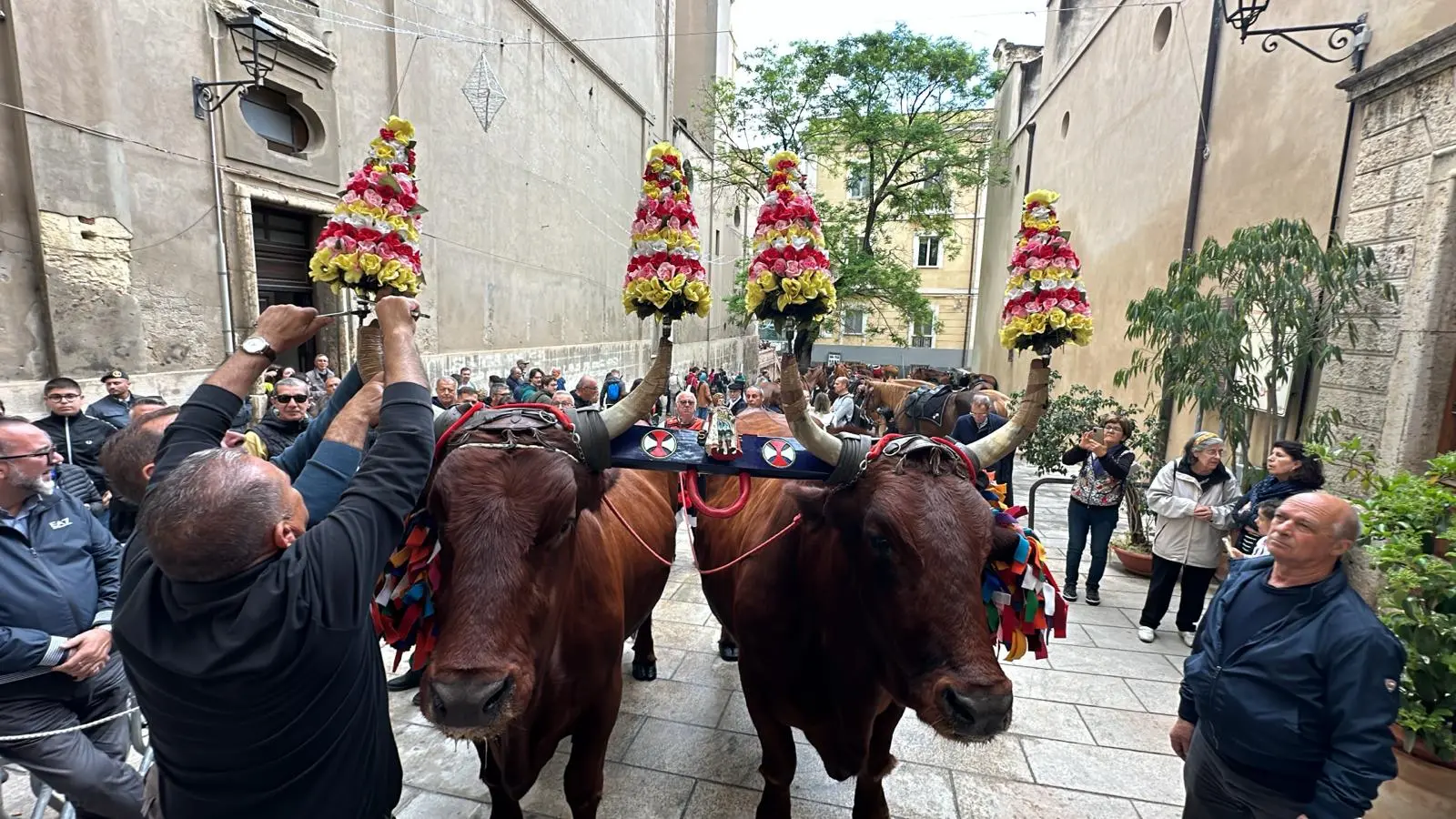 I buoi &quot;Fairi Biri&quot; e &quot;Chini Ses&quot; (Foto: Niada)