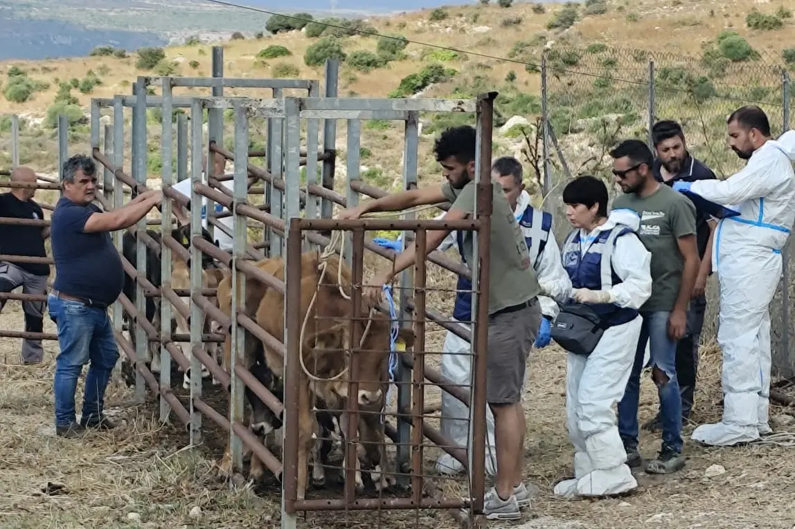 Dermatite bovina, la vaccinazione (foto concessa)