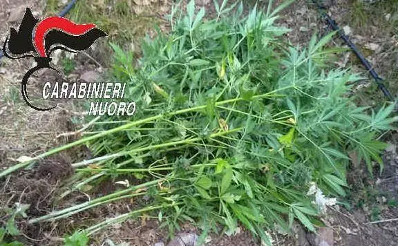 Alcune piante sequestrate (foto carabinieri)