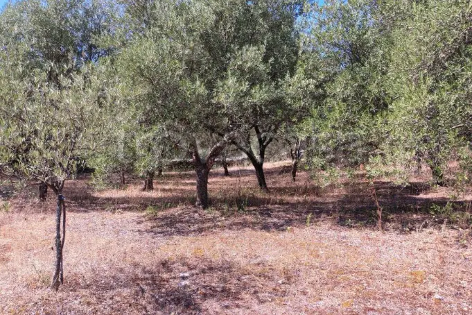 Uliveti a Ploaghe (foto concessa)