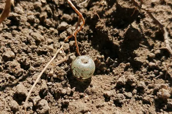 Nuragic beads emerge from excavations in Buddusò (photo Ansa)