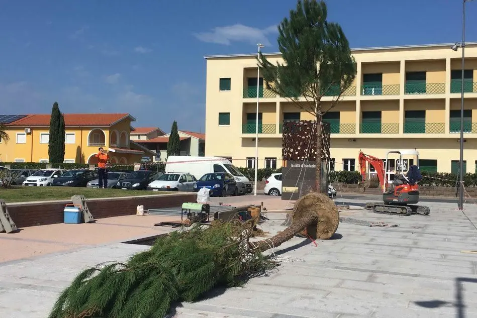 La messa in posa dei nuovi pini in via Manno (foto Fabio Murru)