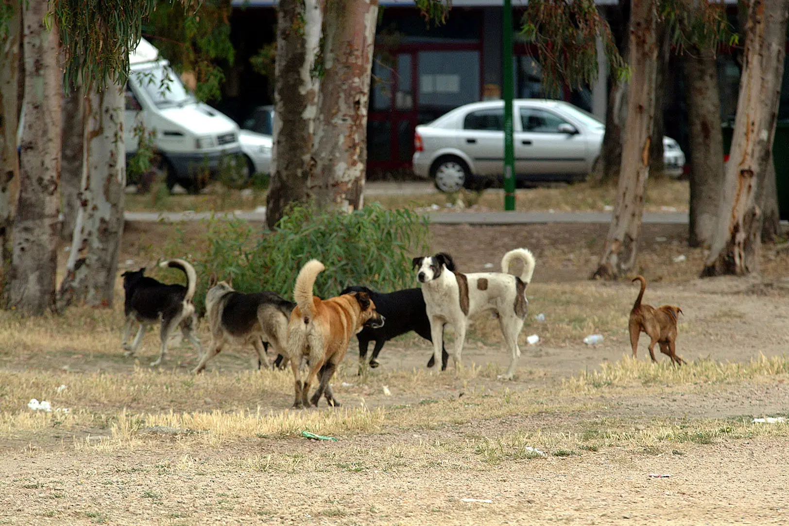 OLBIA. CANI RANDAGI IN CITTA' NELLA ZONA "FAUSTO NOCE". FOTO ANTONIO SATTA.