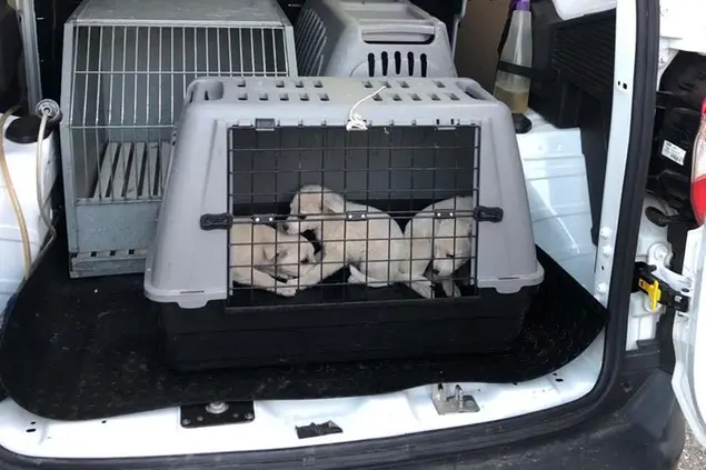 I tre cuccioli (foto Melis)