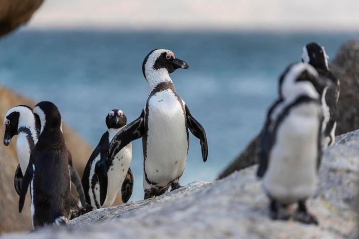 Pinguini africani (foto Ansa/Epa)