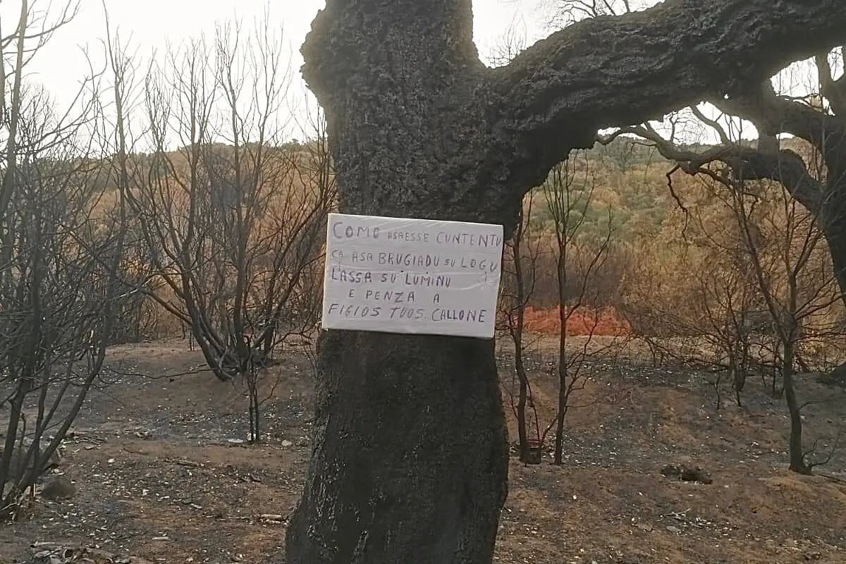 Il cartello sull'albero