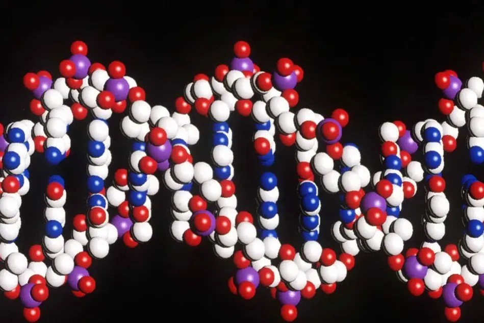 La struttura del Dna. (Foto Ansa)