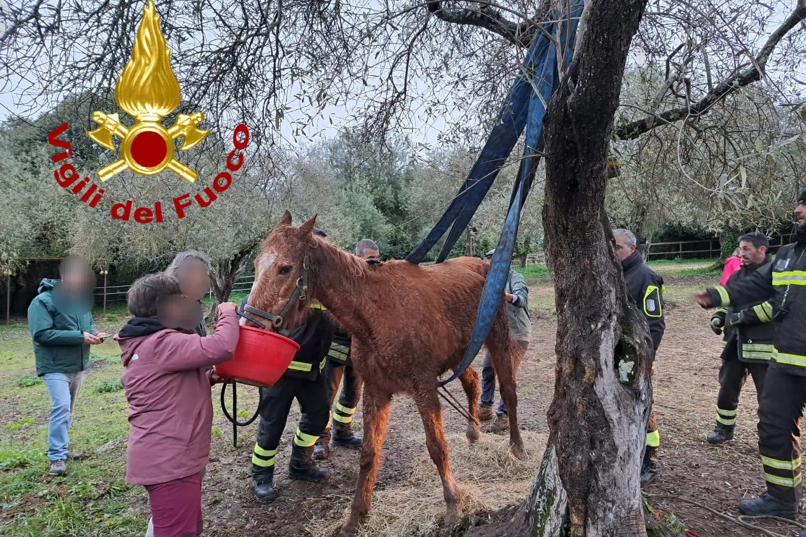 La cavalla (foto Vigili del fuoco)