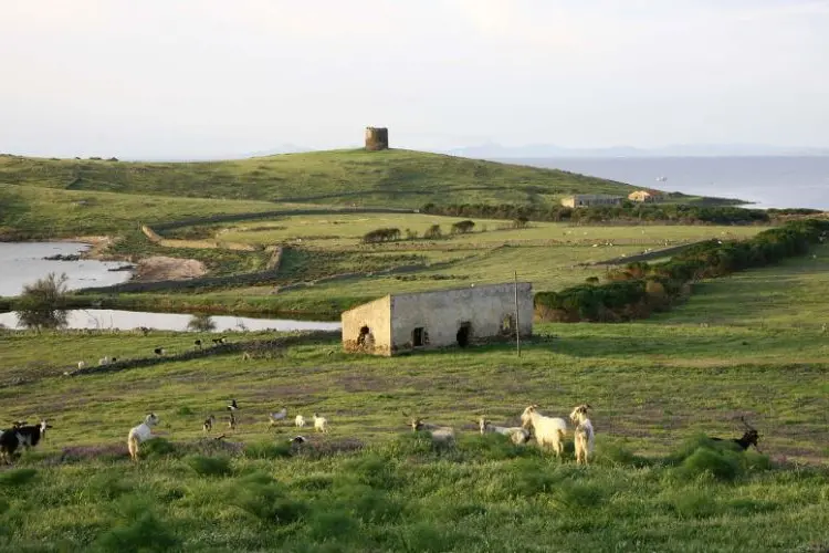 Le capre dell'Asinara (foto Pala)