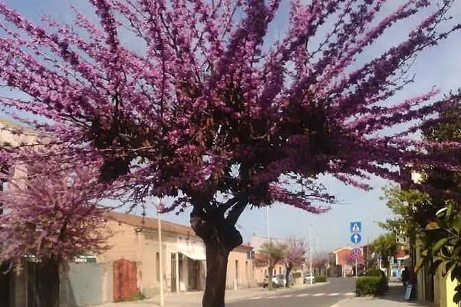 L'albero sul quale è stato gettato il sale.