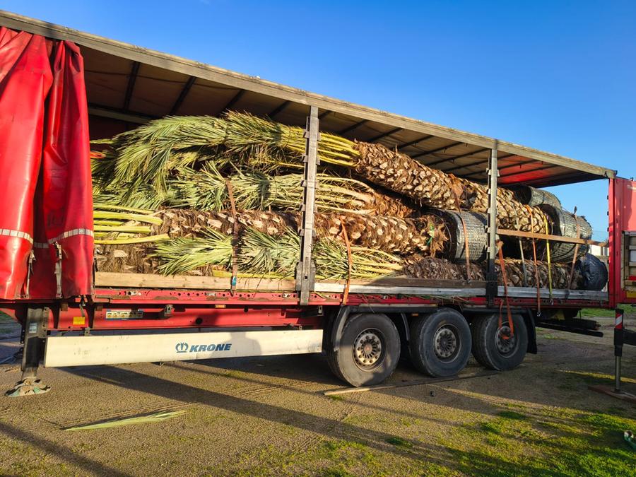 Alghero, 42mila euro per le nuove palme: Forza Italia vuole chiarimenti