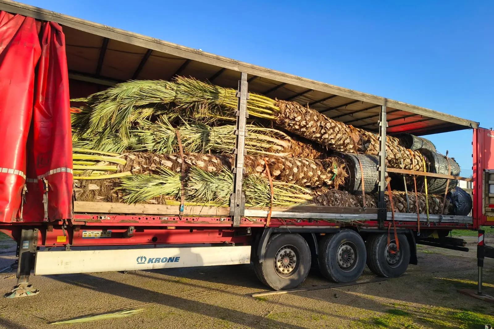 Le palme acquistate dal Comune di Alghero