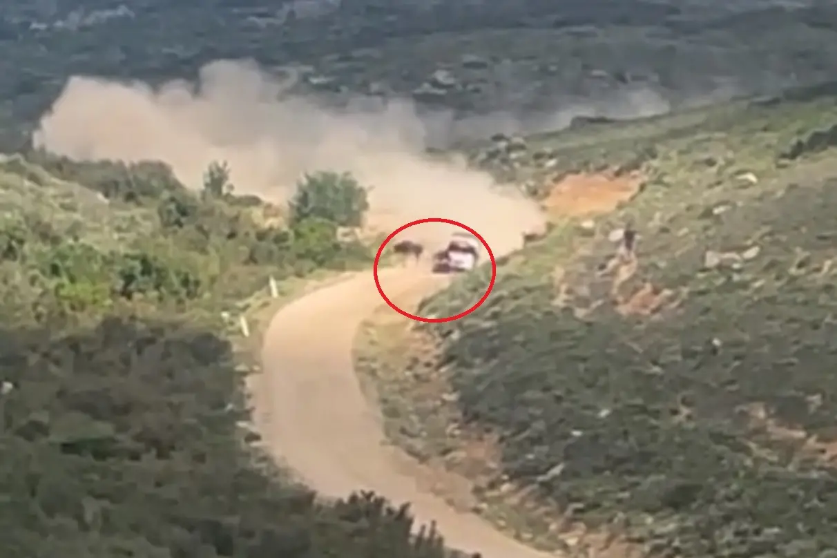 La mucca travolta al mondiale di rally in Sardegna /(Frame da video)