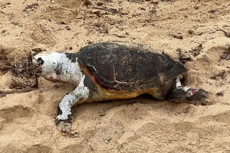 La carcassa della tartaruga spiaggiata (foto Pala)