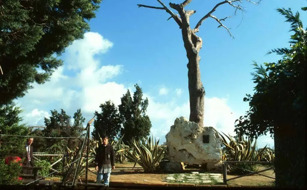 L'albero dove Pirandello volle che fossero sepolte le sue ceneri, ad Agrigento (Ansa)