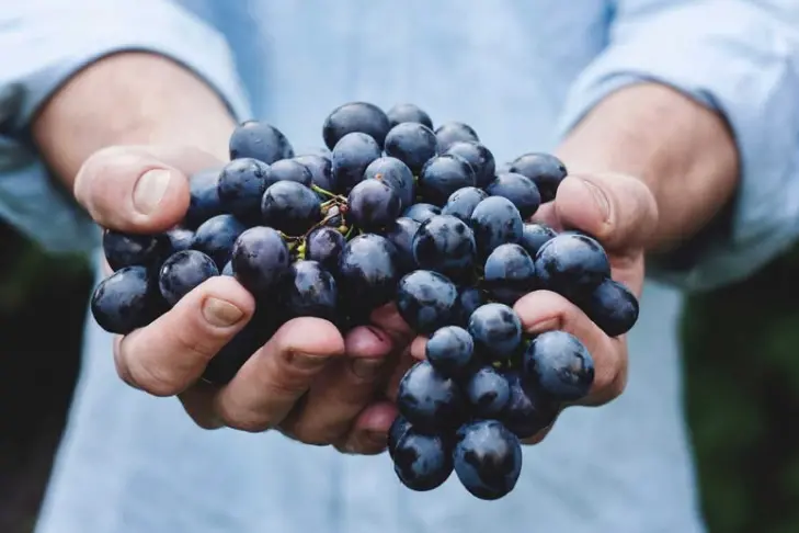 Usini: al via la rassegna enologica “Vini di Coros” L'immagine della rassegna a Usini (foto concessa)