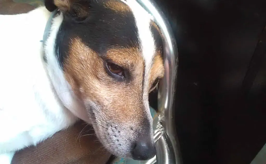 KeeWee, il Jack Russell nella foto di Sergio da Cagliari