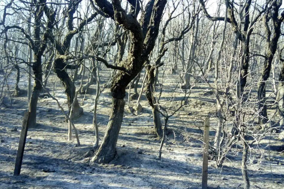 Un bosco distrutto dalle fiamme