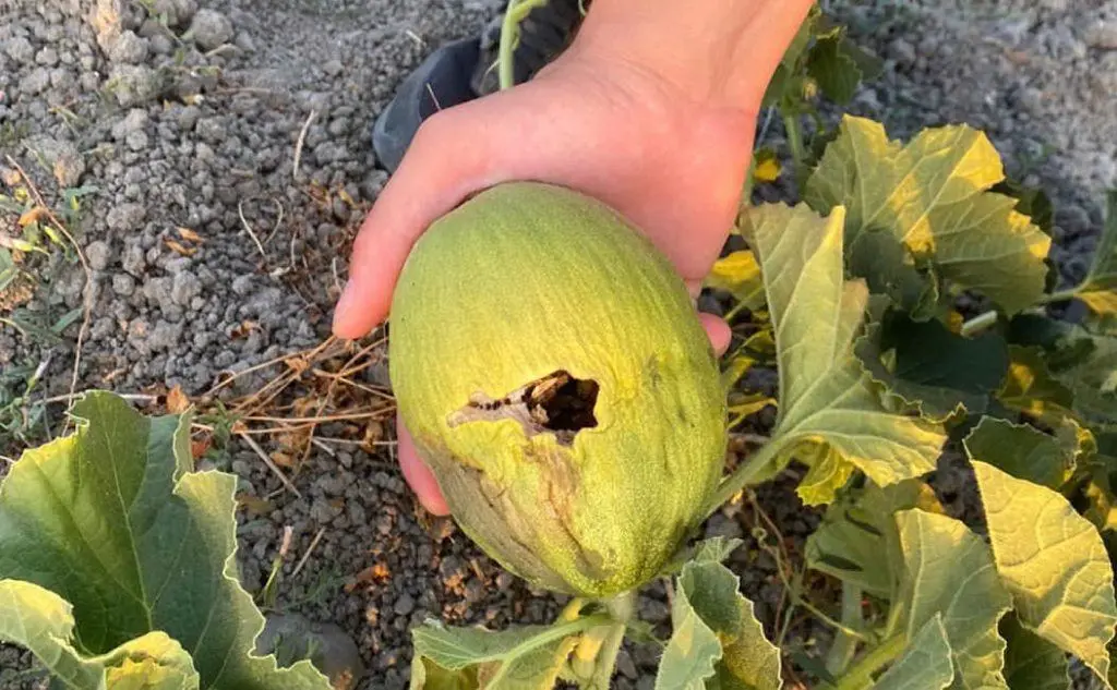 Un melone danneggiato (foto Pintori)