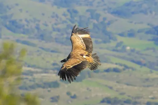 Un grifone in volo (Ansa)