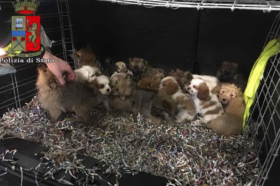 Sequestrati 26 cuccioli di cane a bordo di una Fiat Doblò