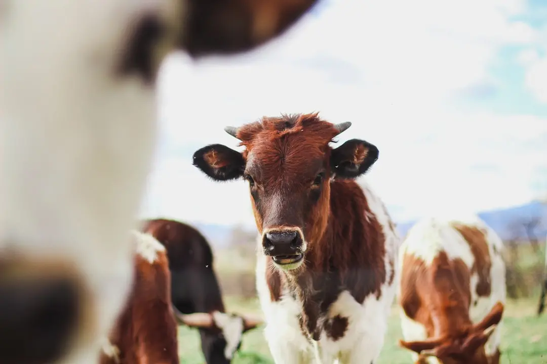Immagine simbolo (Unsplash)