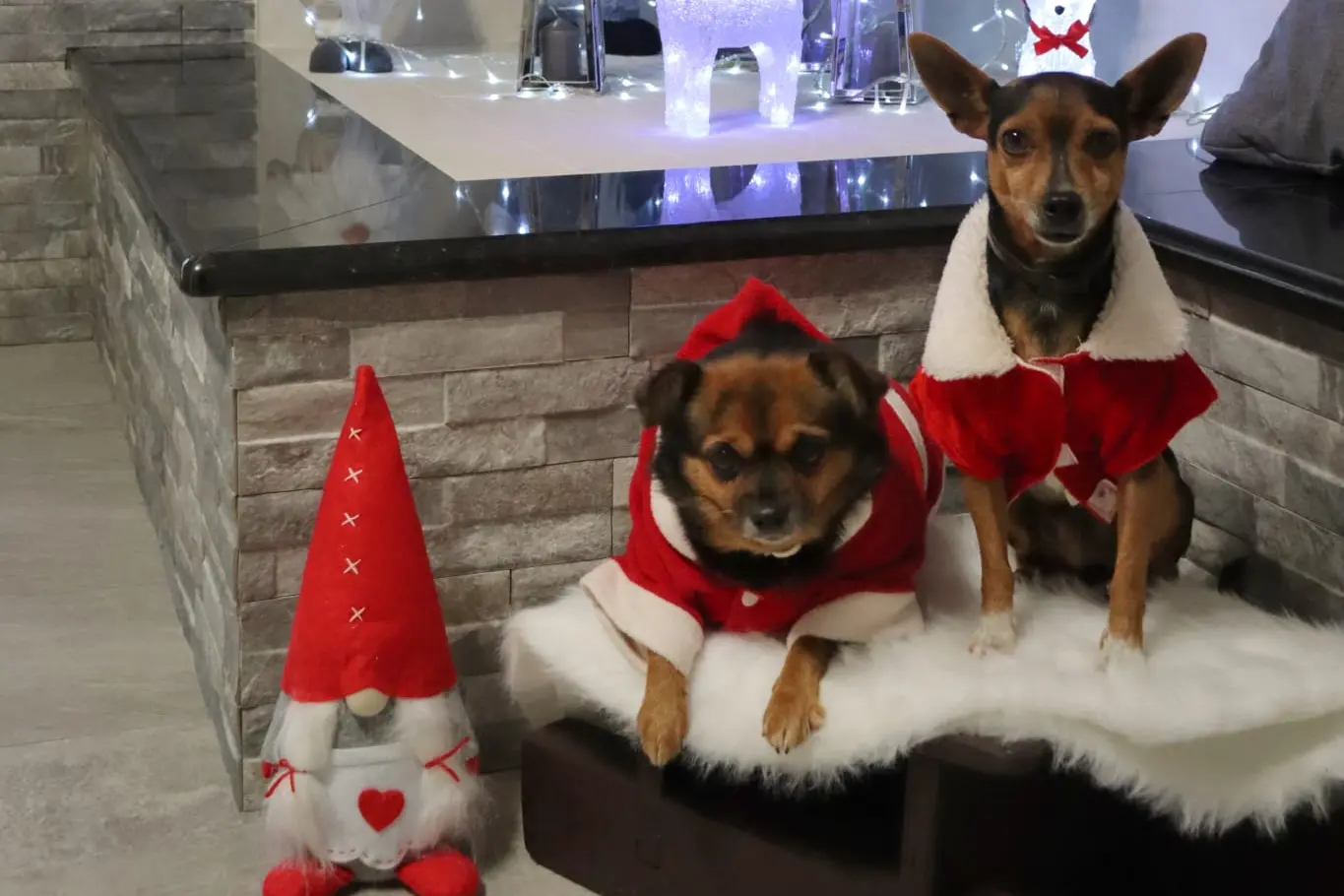 Masha e Shumi sono pronti alla consegna dei regali e augurano buone feste!