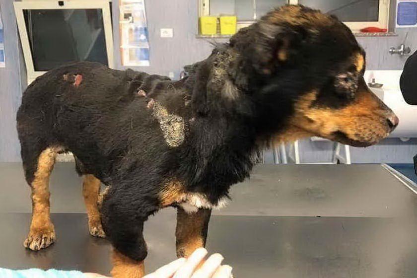 Il cane bruciato a Sassari e quello investito a Capoterra: i casi arrivano in Parlamento