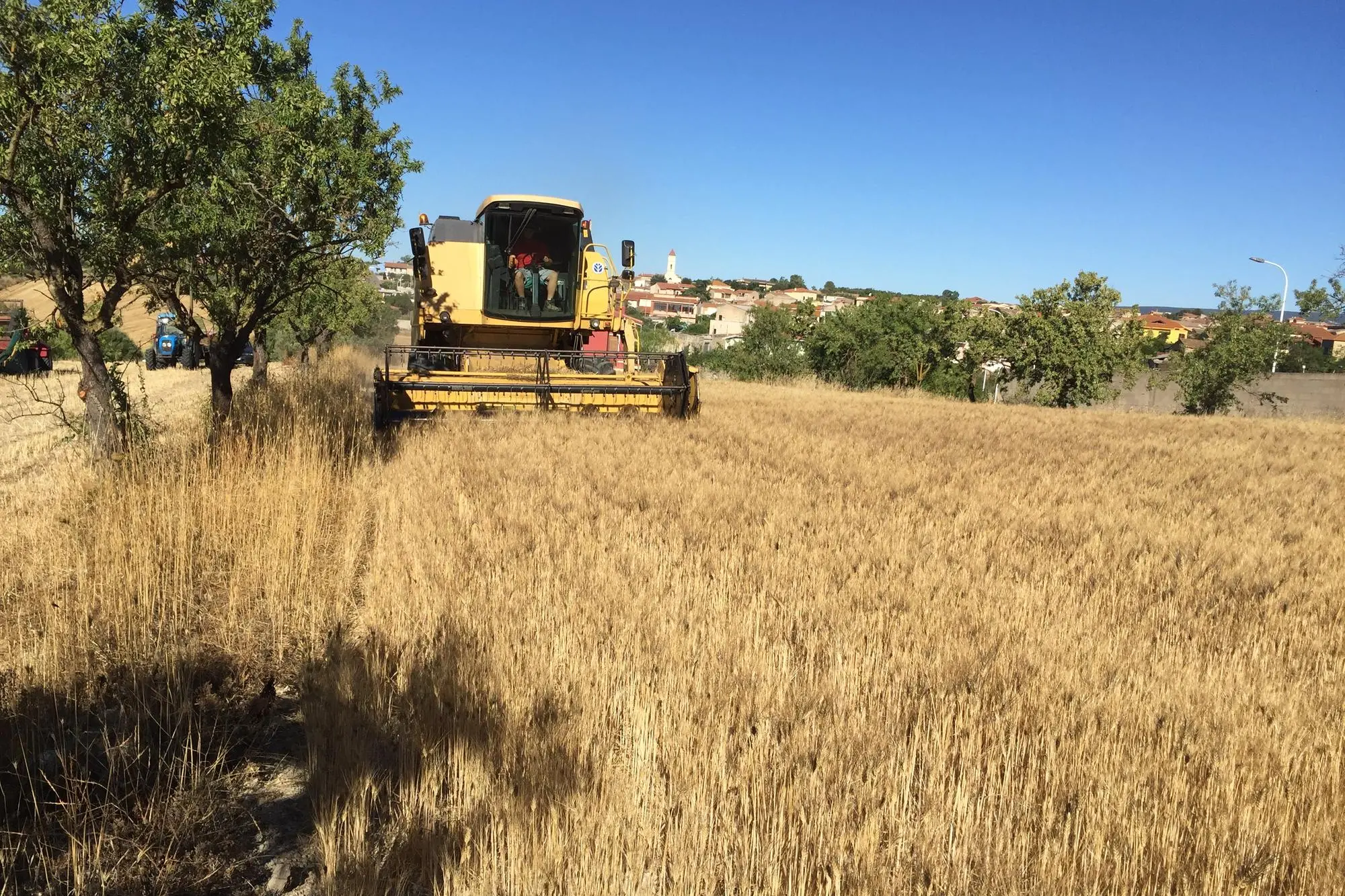 Lavori agricoli (Archivio L'Unione Sarda)