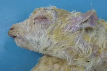 Un agnello colpito dal virus