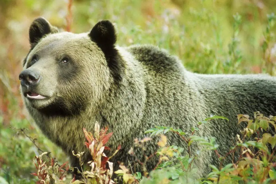 Un orso grizzly (foto Ansa)