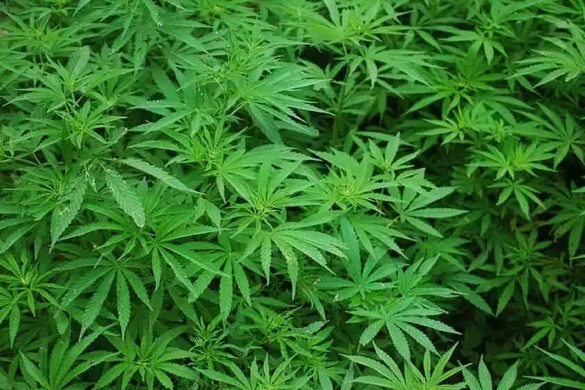 Cannabis (archivio L'Unione Sarda)